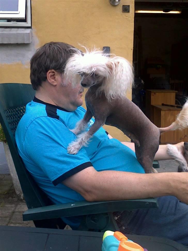 Chinese crested hårløs tulle - sidder lige ved bedstefar ham elsker vi billede 15