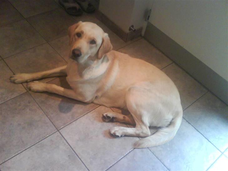 Labrador retriever molly - kig her billede 5