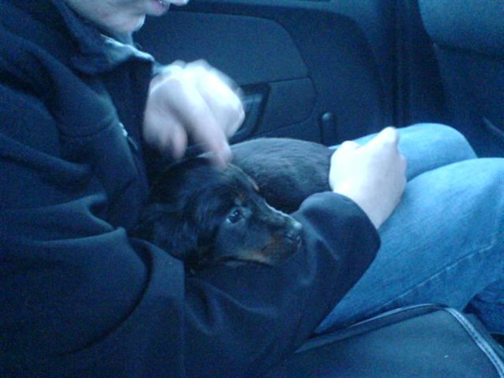 Gordon setter shef billede 2