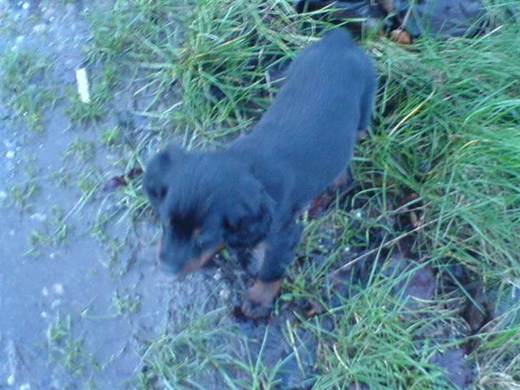 Gordon setter shef billede 3
