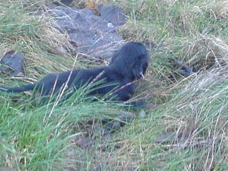 Gordon setter shef billede 4