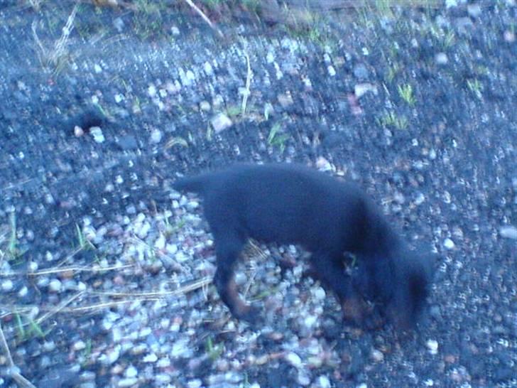 Gordon setter shef billede 5