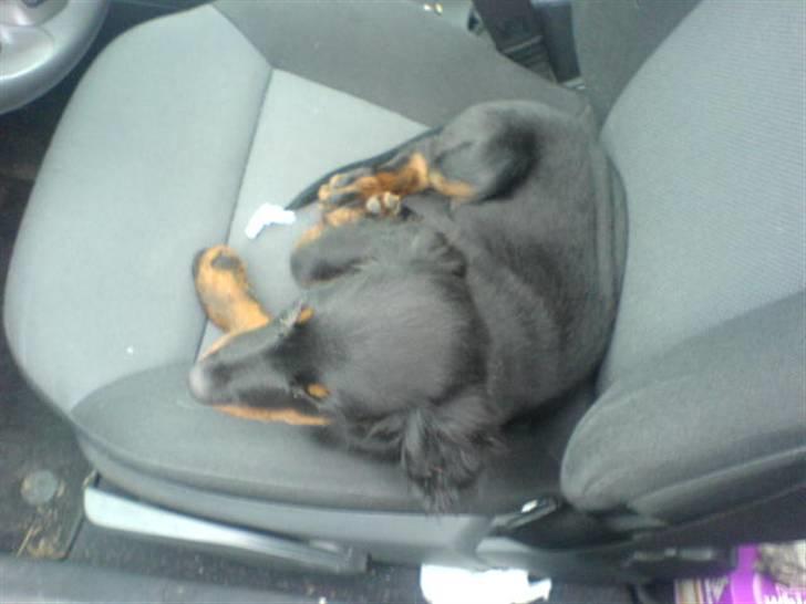 Gordon setter shef billede 6