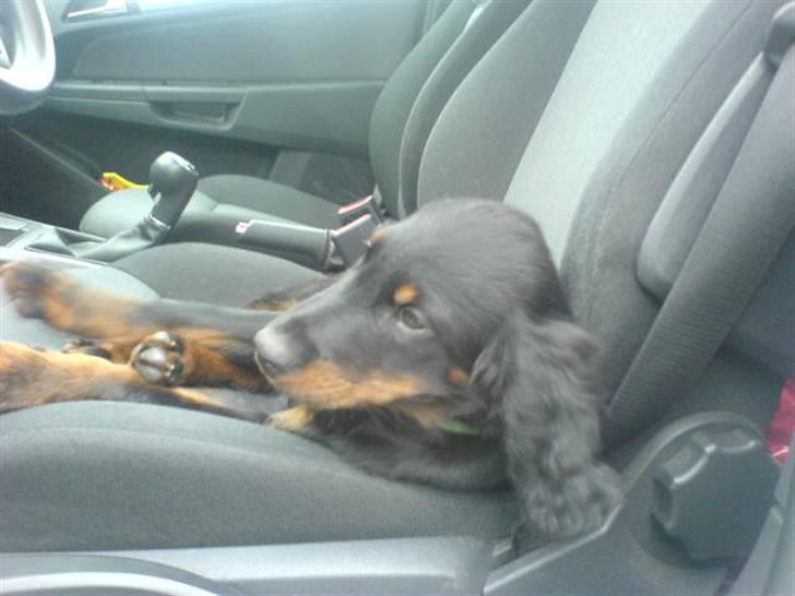 Gordon setter shef billede 7