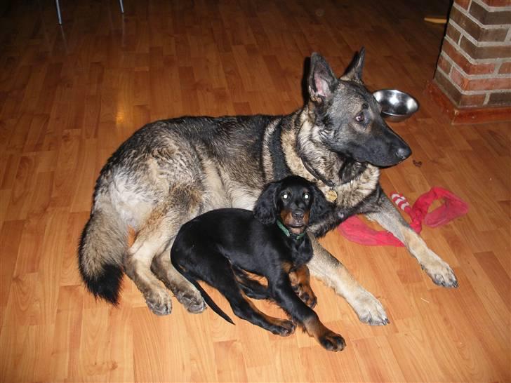 Gordon setter shef - dejligt at hav en store bror!     :RIP: bozan<3 (bozan den gråschefær) billede 9