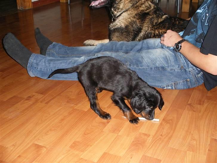 Gordon setter shef - hmm... billede 10