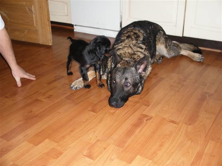 Gordon setter shef - jeg æder dig ;)    :RIP: bozan<3 billede 11