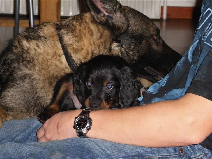 Gordon setter shef - han ser ond ud med de øjen!   :RIP: bozan<3 billede 12