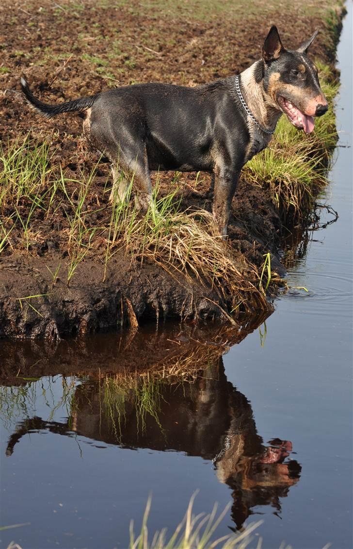 Bullterrier miniature Elton - Reflection of perfection billede 10