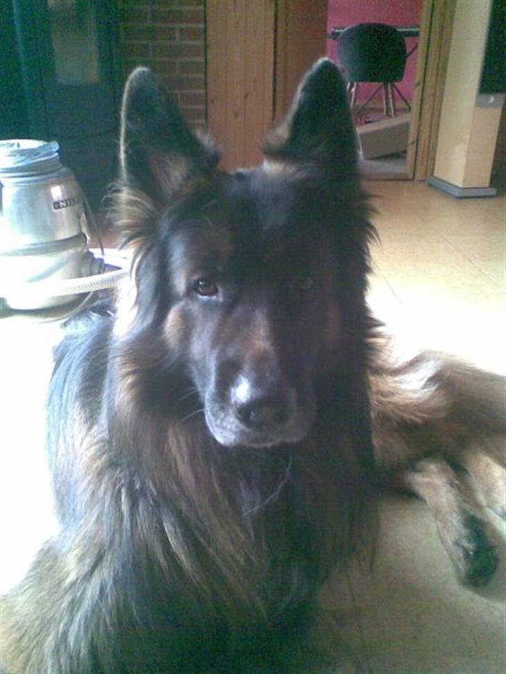 Schæferhund cato - skal vi lige tage en omgang fodbold cato    :D billede 1