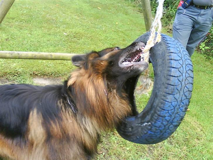 Schæferhund cato billede 2