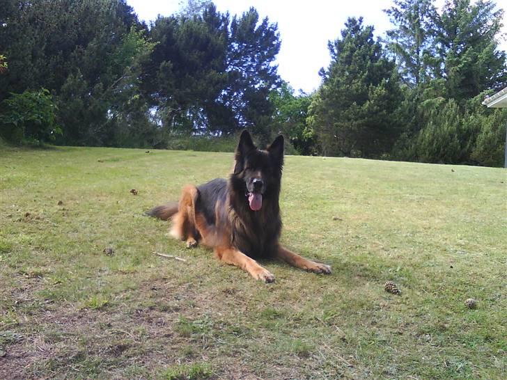 Schæferhund cato -              ligger du godt :D billede 3
