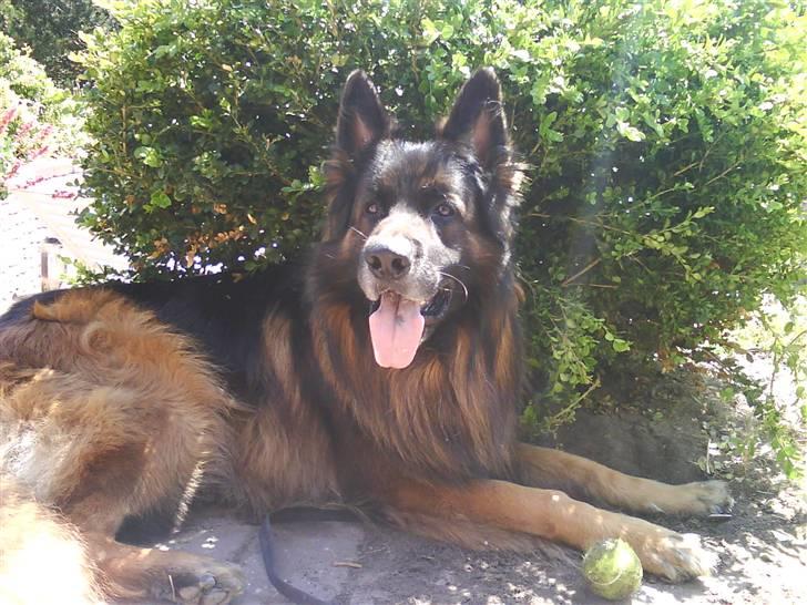 Schæferhund cato - cato ligger inde i busken  :D  og han gik slev derind billede 4
