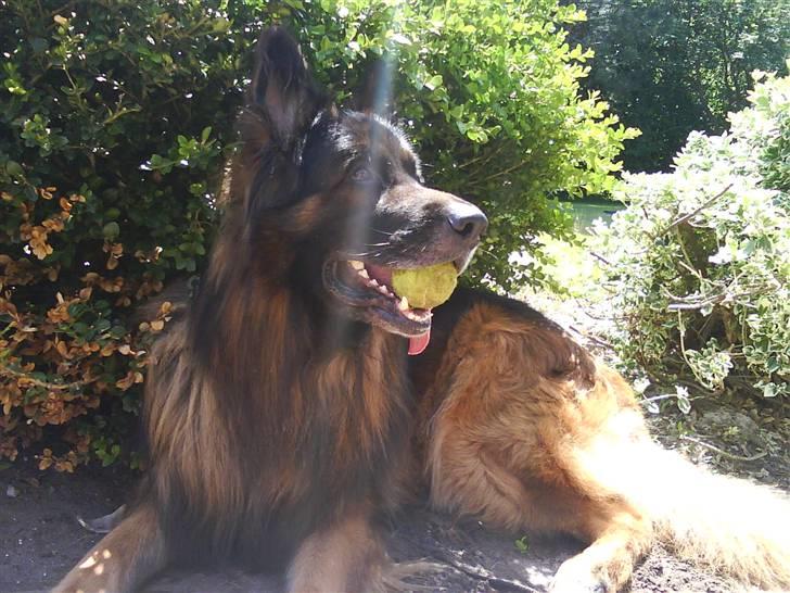 Schæferhund cato - har du fundet en bold  :D billede 5