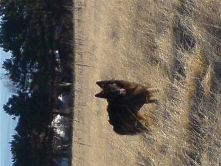 Schæferhund cato - så er vi ude på marken :D det elsker han nemlig.  billede 6