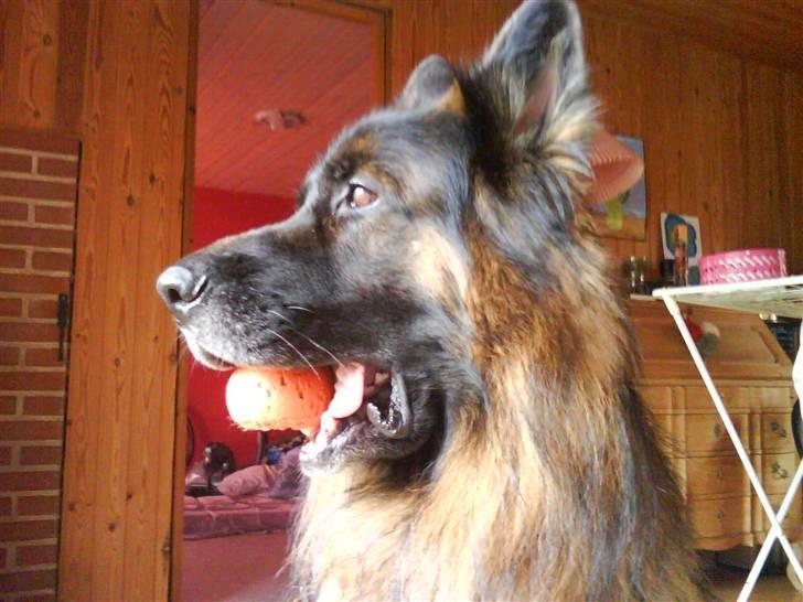 Schæferhund cato - han elsker bare sin bold så meget billede 7