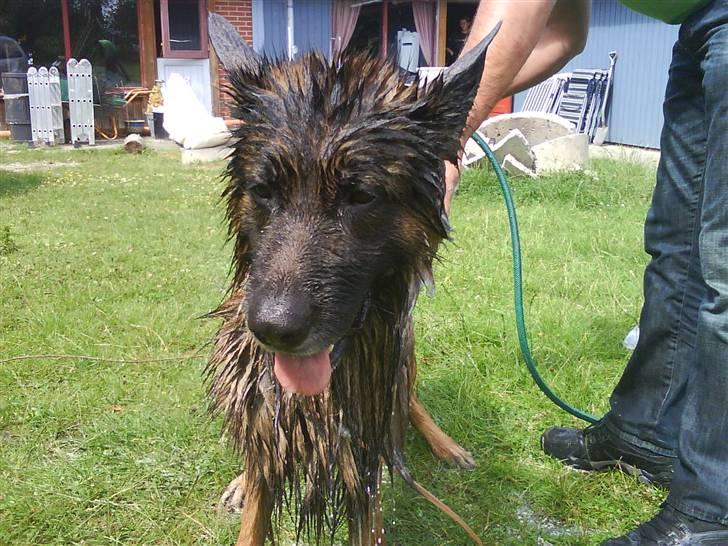 Schæferhund cato - så er han i bad det synes han er dejligt billede 8
