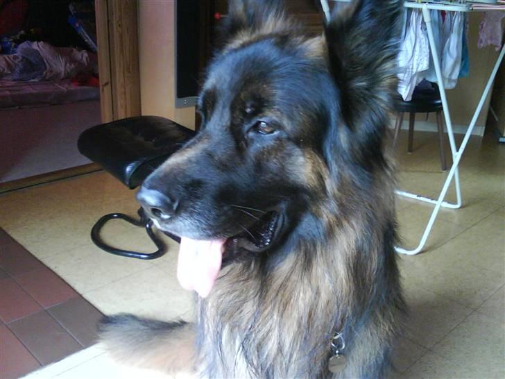 Schæferhund cato billede 9