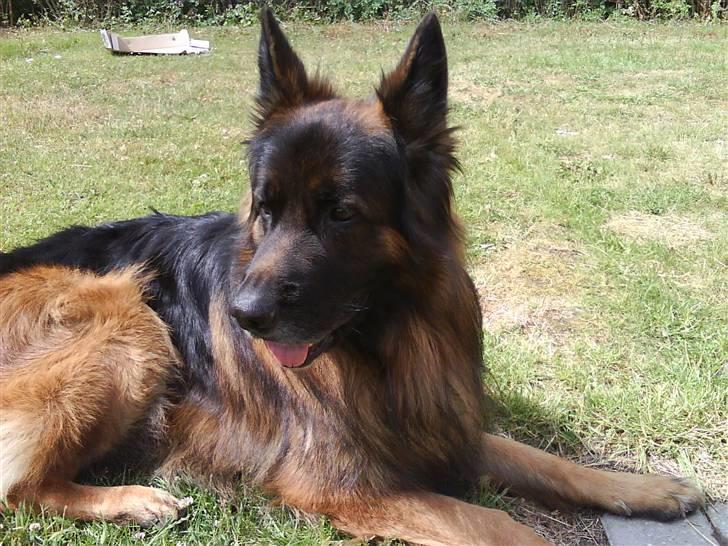 Schæferhund cato billede 10