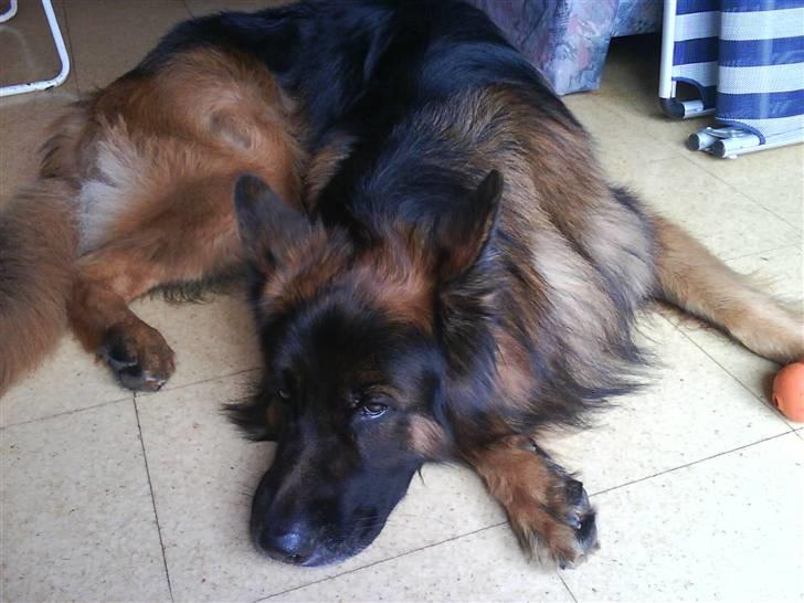 Schæferhund cato - nåår cato er du træt hva billede 11