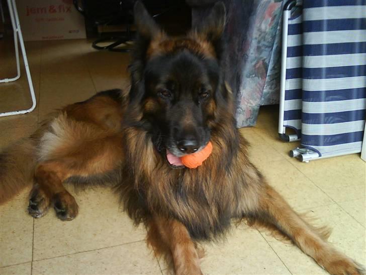 Schæferhund cato billede 12