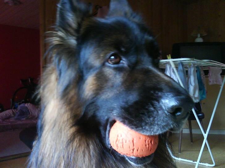 Schæferhund cato billede 13