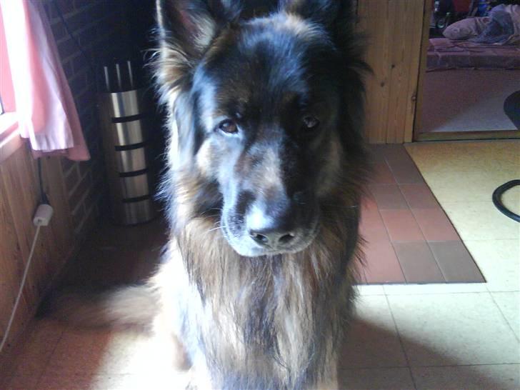 Schæferhund cato billede 14