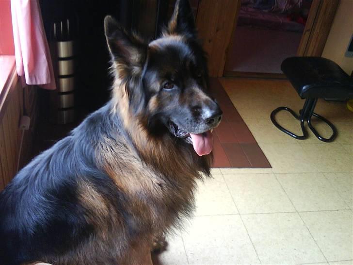 Schæferhund cato billede 15
