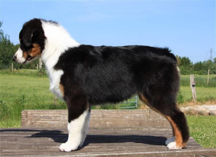 Australian shepherd Travis - Travis 5 mdr.  billede 6