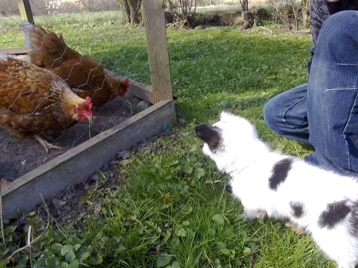 Chihuahua Kalle - uhhh de ser godt nok spændende ud de høns der!! billede 11