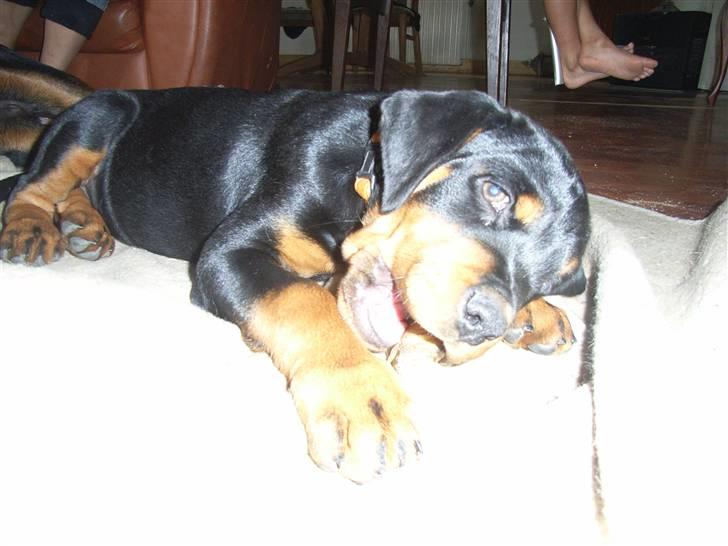 Rottweiler Kåre billede 11