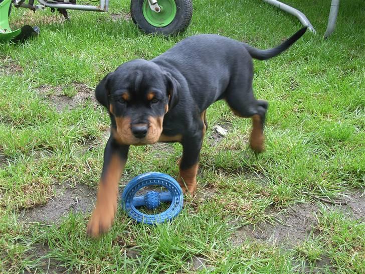 Rottweiler Kåre billede 12