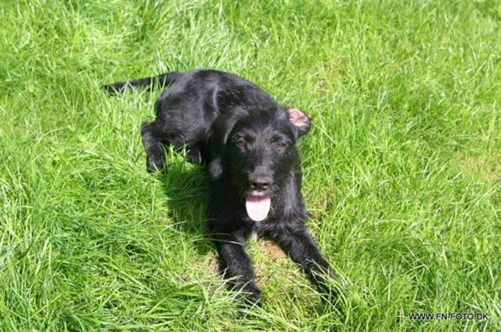 Blanding af racer bella billede 1