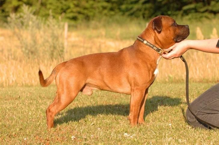 Staffordshire bull terrier Angelicstaff Cool Cash billede 8