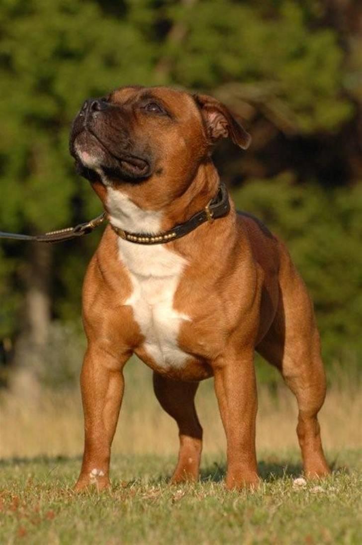 Staffordshire bull terrier Angelicstaff Cool Cash billede 9