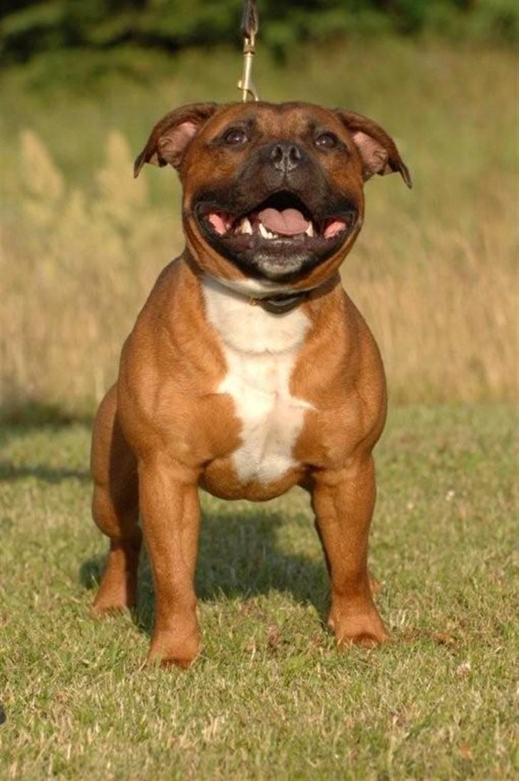 Staffordshire bull terrier Angelicstaff Cool Cash billede 10