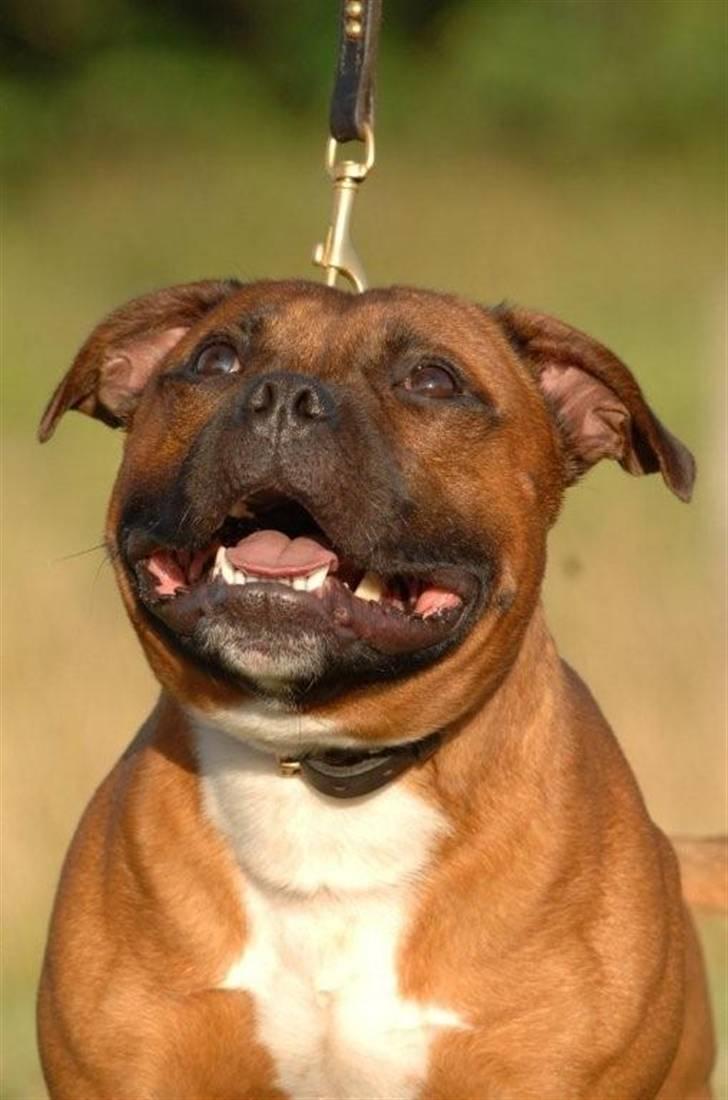 Staffordshire bull terrier Angelicstaff Cool Cash billede 11