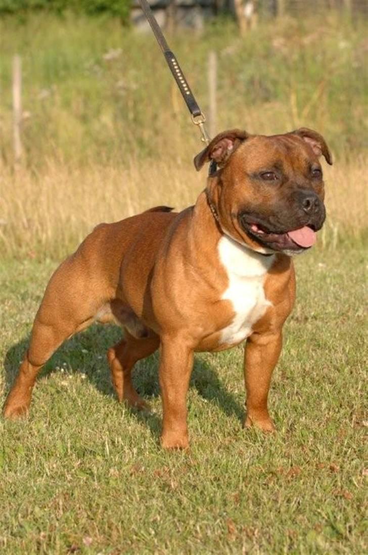 Staffordshire bull terrier Angelicstaff Cool Cash billede 12