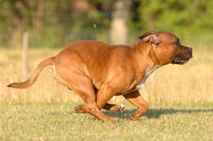 Staffordshire bull terrier Angelicstaff Cool Cash billede 13