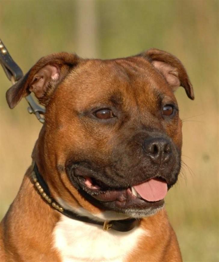 Staffordshire bull terrier Angelicstaff Cool Cash billede 14