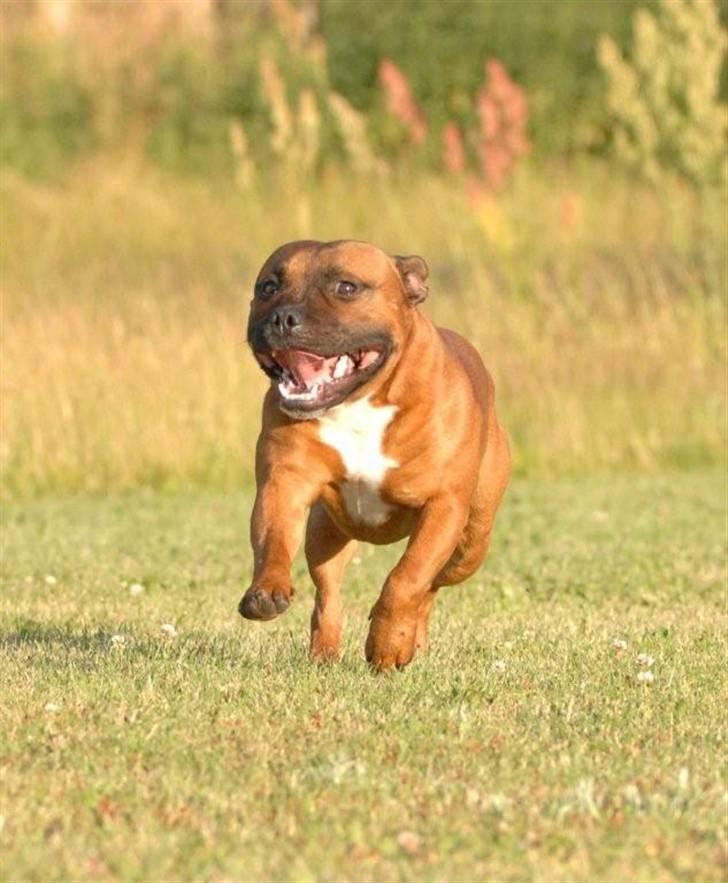 Staffordshire bull terrier Angelicstaff Cool Cash billede 15