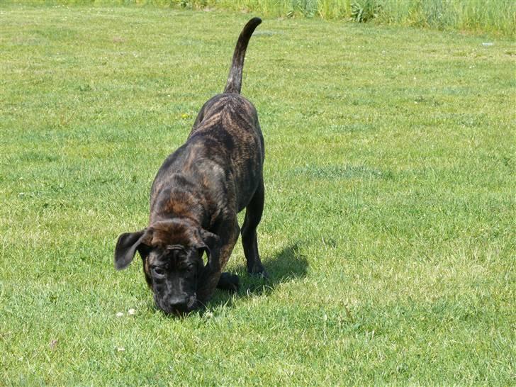 Cane corso Kiki - Lægger mig lige på lur, og venter på de kommer tætter  billede 10