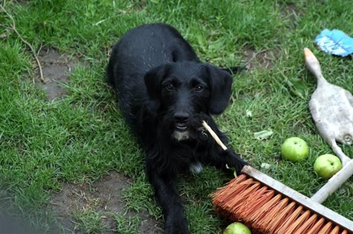 Blanding af racer bella billede 2