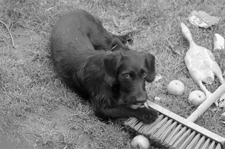 Blanding af racer bella billede 3