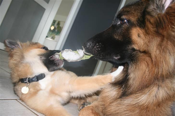 Islandsk fårehund Cosmo - Det er MIIIIN!!! billede 13