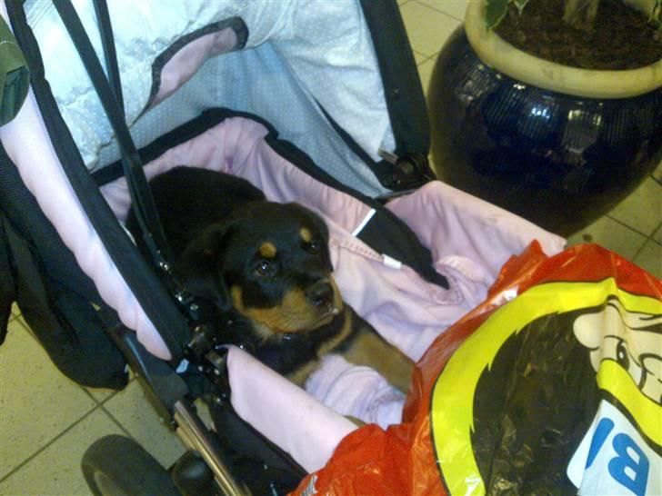Rottweiler Bailey - Dejligt at få et lift når poterne ikke orker mere og så er det lige min farve  vogn ;- ) billede 11