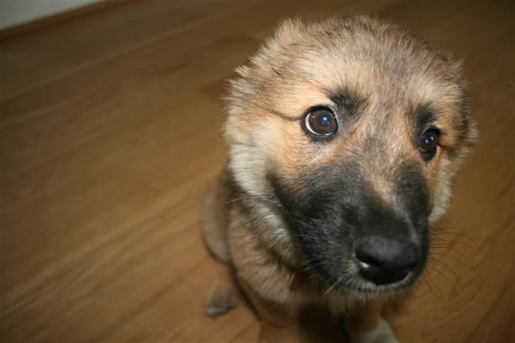 Islandsk fårehund Cosmo billede 15