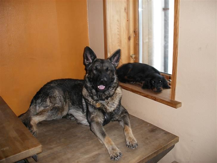 Gordon setter shef - zZZzzzz...   :RIP:bozan<3 billede 13