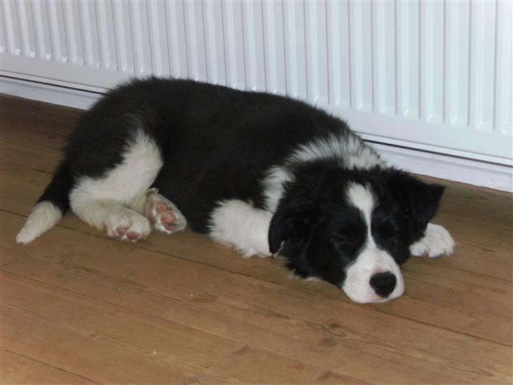 Border collie Alto - en tiltrængt lur i stuen billede 6