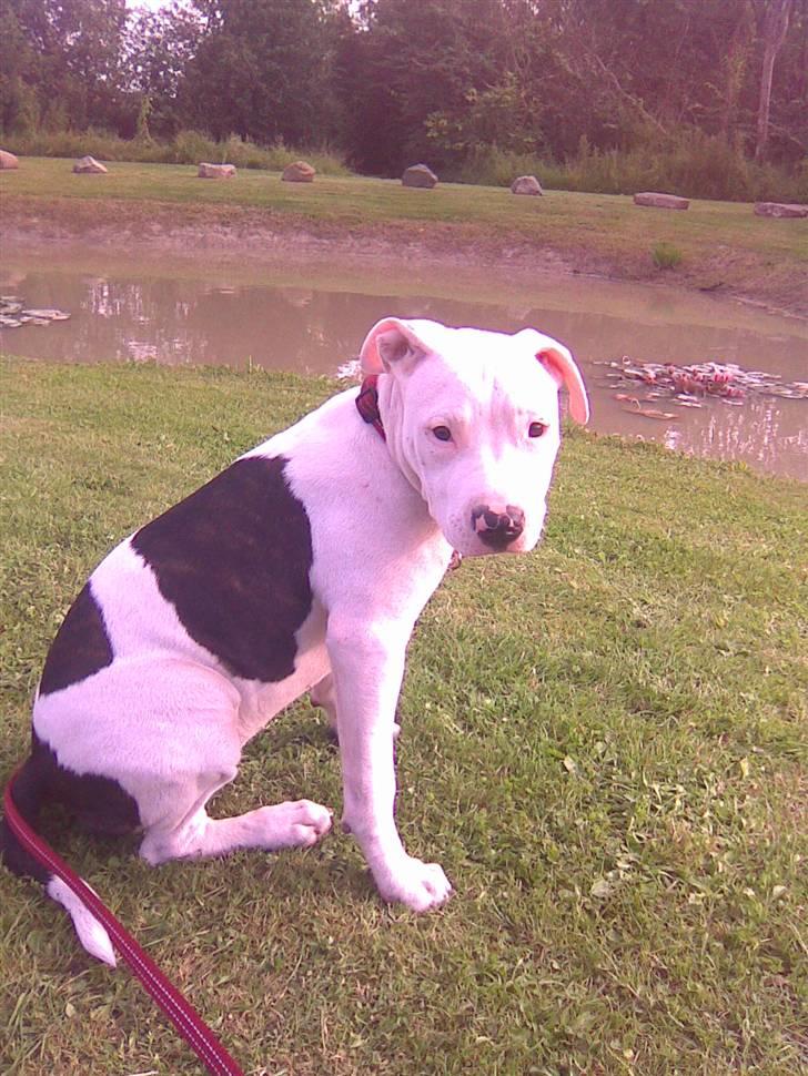 Amerikansk staffordshire terrier Tasja (tulle) billede 11